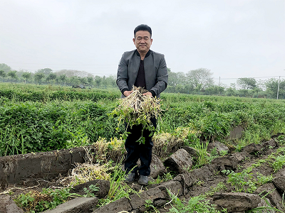 淘宝代运营公司,铸淘电商|溧阳白芹“翻身记”：从卖不出地头到变身包邮区网红